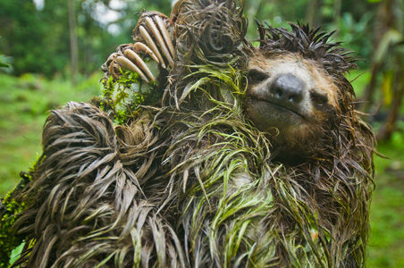 Image result for sloth with moss