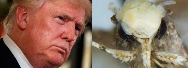 Trump moth