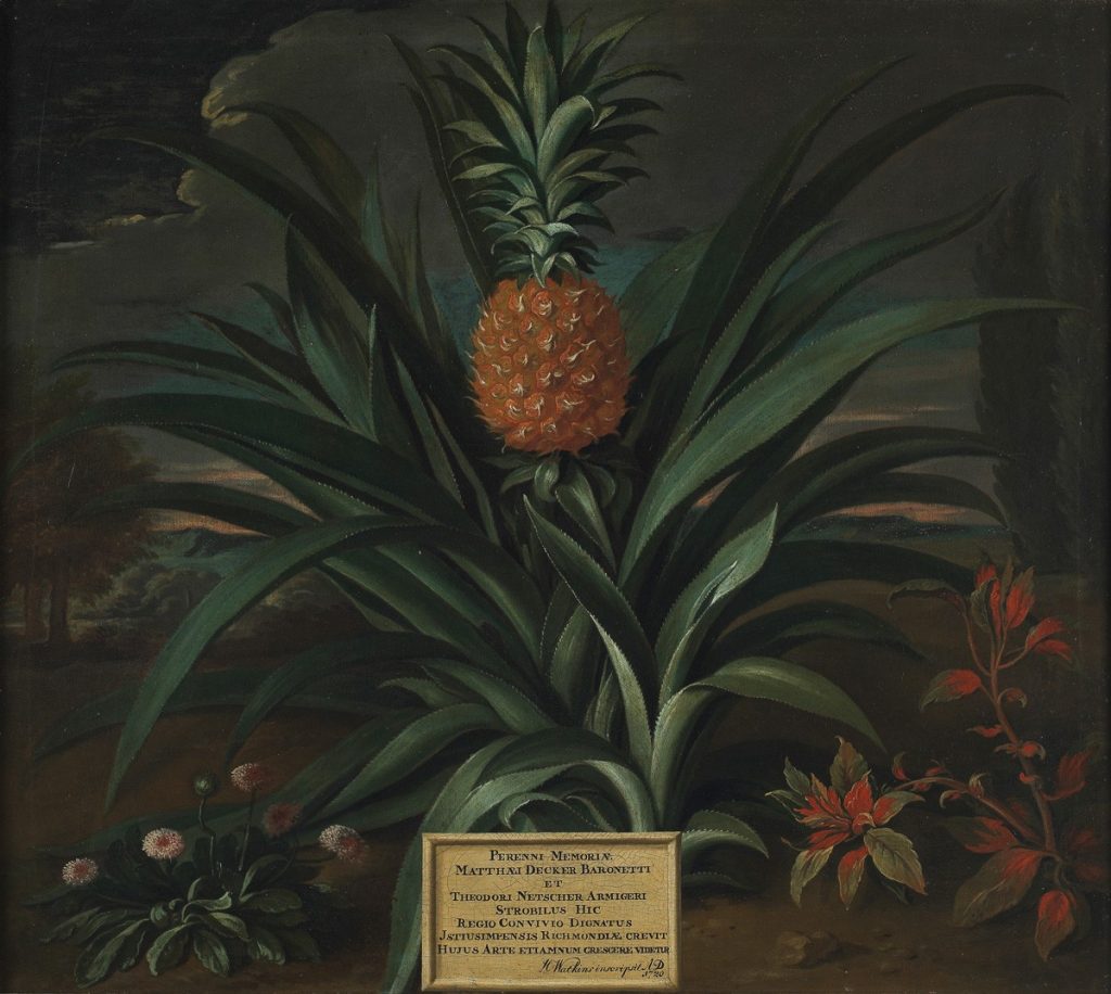 first pineapple to be grown in England. Part of the Pineapple craze of the 18th century